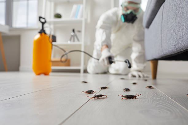 Post-Treatment Bed Bug Interceptor Monitoring in Flippin